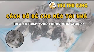 HƯỚNG DẪN CÁCH ĐỠ ĐẺ CHO MÈO BẦU TẠI NHÀ | How to help your cat during labor? | YÊU THÚ CƯNG