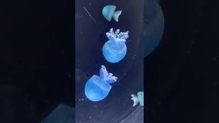 701 Jellyfish (Sendai Umino-Mori Aquarium) #explorejapan #aquarium  #aquariumhobby #jellyfish