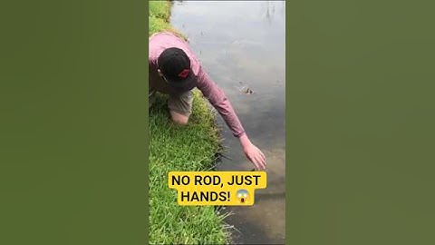😱 Aku Menangkap Ikan dengan Tangan Kosong! Tanpa Joran, Tanpa Jaring! #shorts