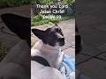 Psalm 23 KJV and my dog and cat listening