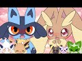 ついにルカリオに春が！？メガルカリオZのカッコよさをミミロップに見せつけろ！【ポケモンZAランクバトル】