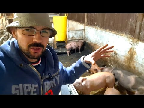 Ціни на поросят❓️Продаємо