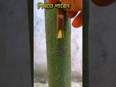 ভিডিও: রিগ্রেশন ট্রি পদ্ধতি কি?