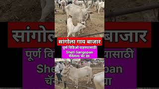 खिल्लार गाई बाजार #milk #शेतकरी #dairy #viral #cow #farming #shortsvideo #shorts #viral #bazar #गाय