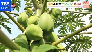 秦野市で初めてのパパイヤの出荷【ＳＵＮトピ】