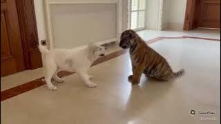 ANAK HARIMAU VS ANAK ANJING