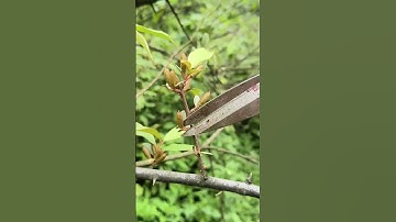 RT  mini rotary tillage and ridging all-in one tree  short view rogator rotarymower