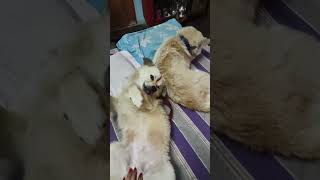 Akomani &amp; Kukuli❣️🥰 #subscribemychannel #shortvideo