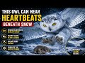 This Owl Can Hear Heartbeats Beneath Snow
