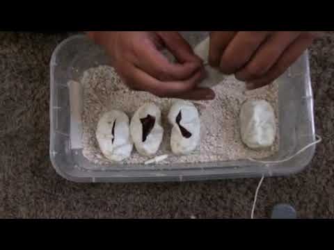 camera iphone 8 plus apk Egg cutting video (2017)