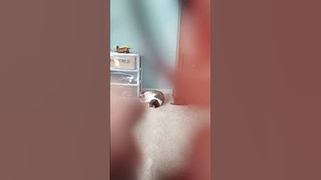 Fast and aggressive camera scratching ASMR