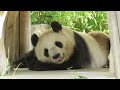 2019年5月16日【選】ペロリたりパンダ