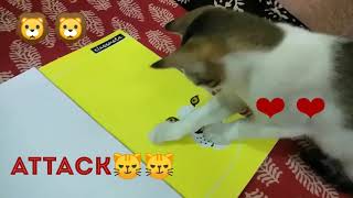 NOW, WHO IS THE KING OF THE JUNGLE? ?🦁❌     😼✅ /FUNNY CAT VIDEOS by Lokkhi Pencha-লক্ষ্মী প্যাঁচা 59 views 4 years ago 46 seconds