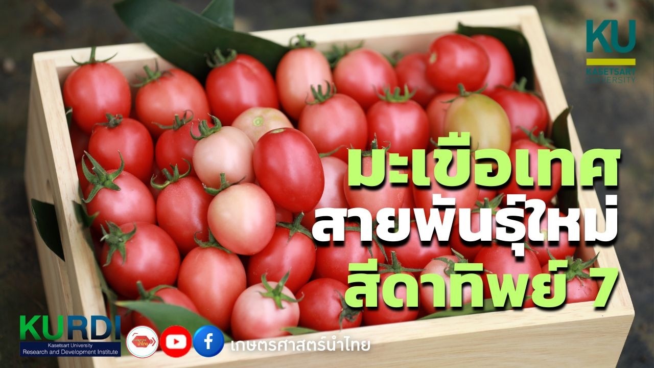 มะเขือเทศสายพันธุ์ใหม่ สีดาทิพย์ 7