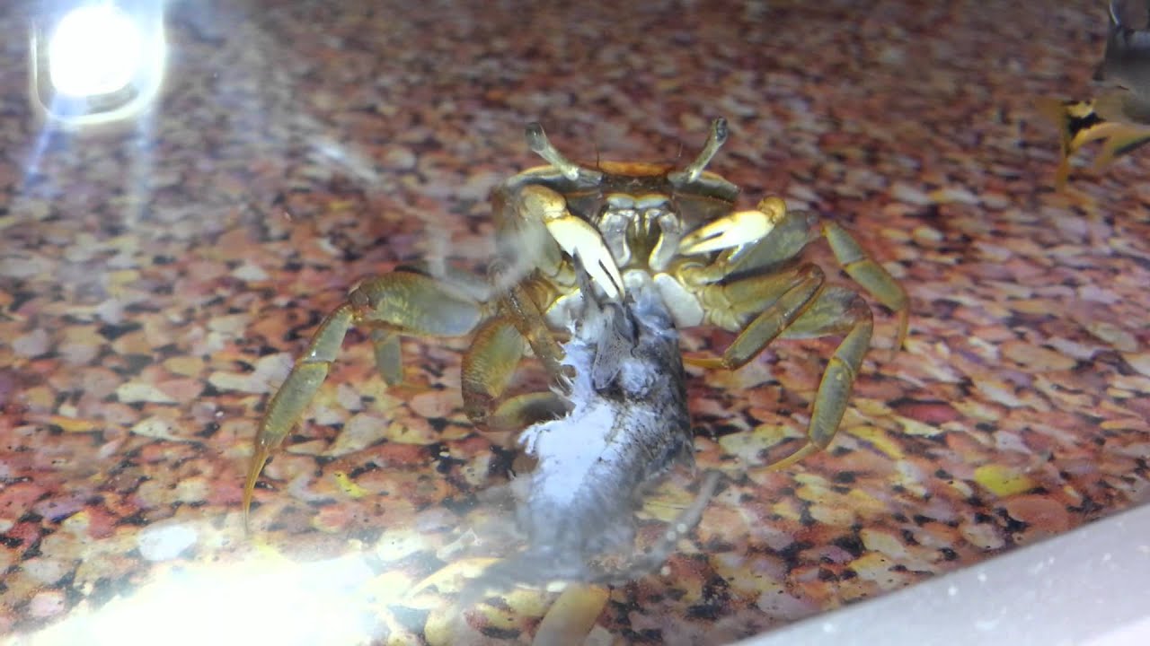 Crab eating fish YouTube
