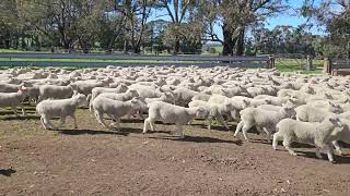 Paraway Pastoral Co - Barton Station - 985 Mix Sex Composite Lambs Jun Drop 18.9Kg A A