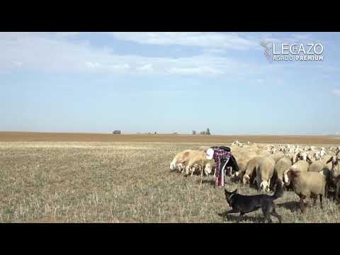 Lechazo asado premium