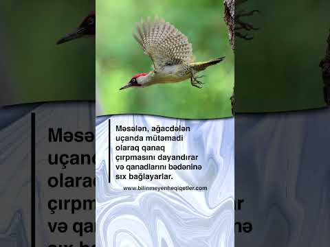 Video: Quşlar uçmaq üçün qanadlarını çırpmalıdırlar?