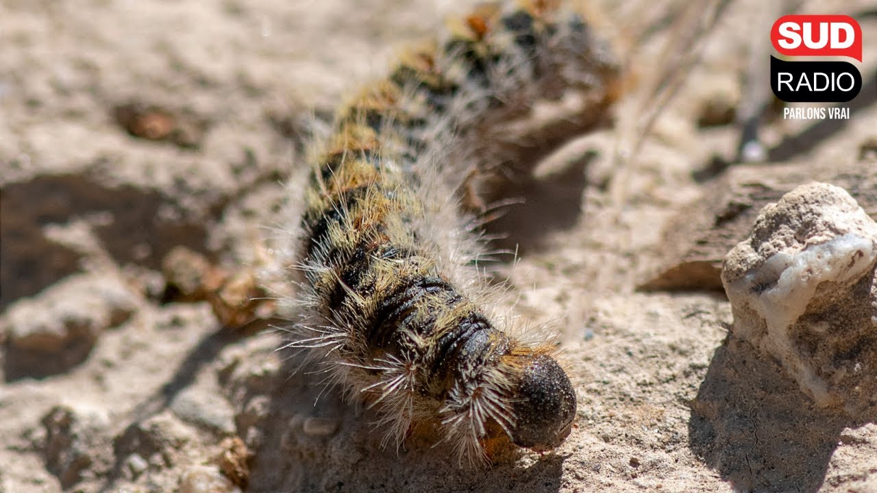 Retour précoce des chenilles processionnaires : Comment se protéger ?