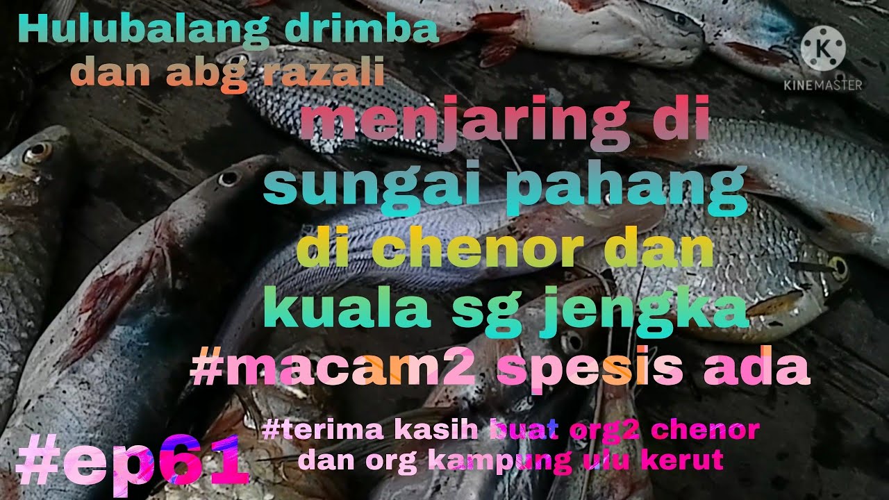 menjaring sg pahang di chenor dan kuala sg jengka