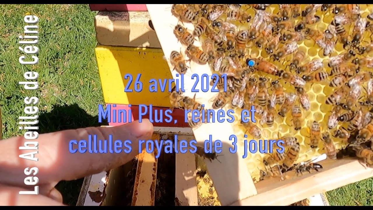 26 avril 2021 Mini Plus, reines et cellules royales de 3 jours.