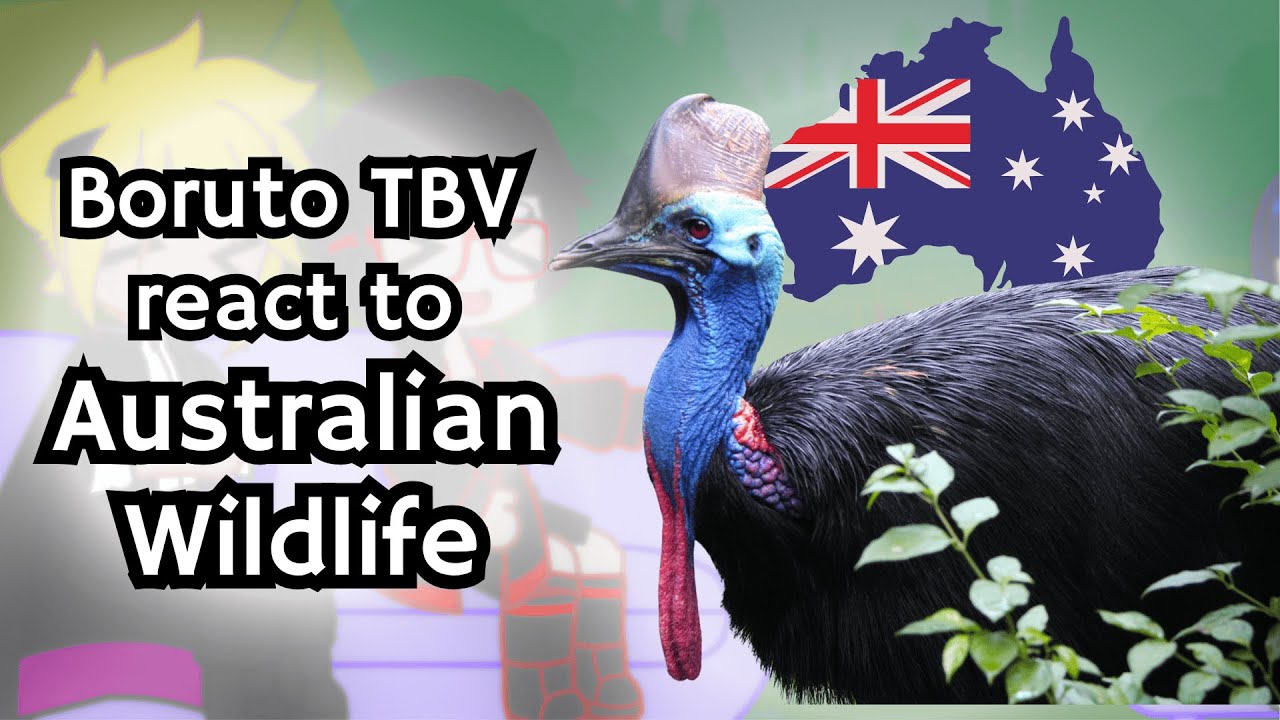 Boruto Two Blue Vortex реагирует на австралийскую дикую природу от @moreparz, часть 2
