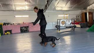 Rottweiler puppy training the basics of foundation obedience