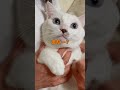 爪切り頑張って耐えるも声が漏れてしまう弟猫が可愛い