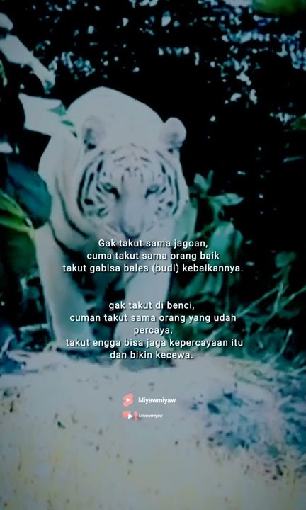 story wa macan putih terbaru 2022 #shorts #status #attitude #attitudestatus