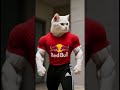 Bodybuilder White  Crazy Cat Driving Heavy Truck | Factory to Delivery Cinematic Animal Story