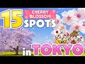 Spots de fleurs de cerisier  tokyo  choses  savoir avant de voyager au japon