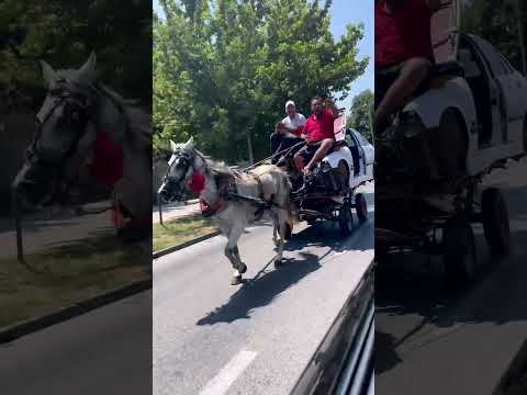 bmw 1 horse