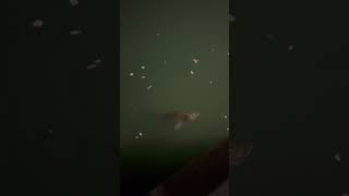 Grass carp eating top water