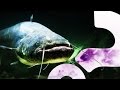 Catfish Gotta Catch Them All | HowStuffWorks NOW