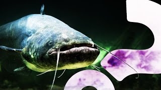 Catfish Gotta Catch Them All | HowStuffWorks NOW