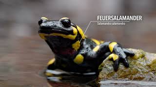 mlok skvrnitý - Feuersalamander - Salamandra salamandra