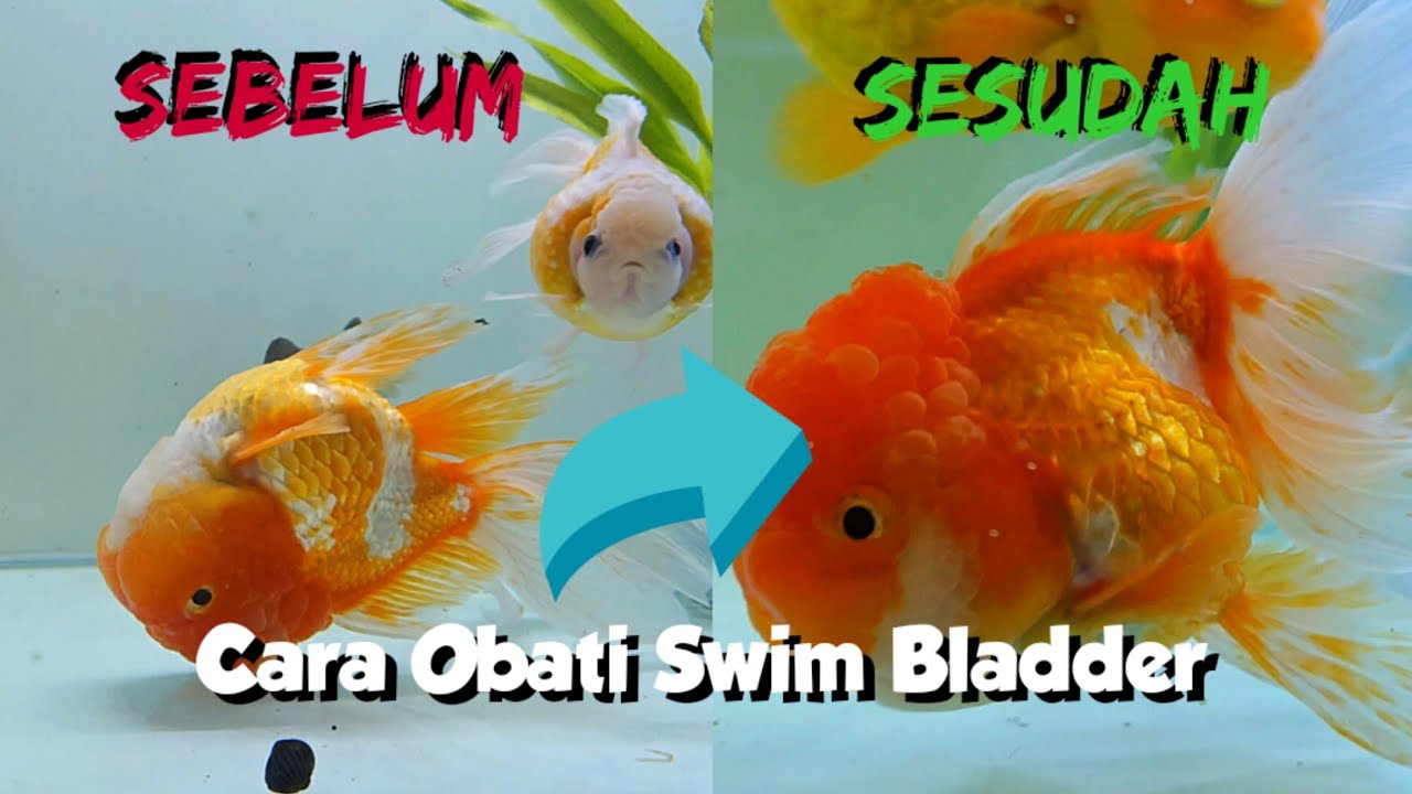 Cara Obati Swim Bladder Ikan Mas Koki | Penyakit Ikan Berenang Terbalik