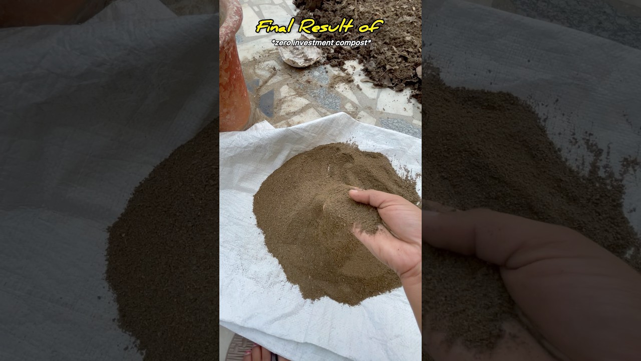 Harvesting Kitchen waste compost✌️🥳 (part-1)#shorts #short #gardening #composting #garden