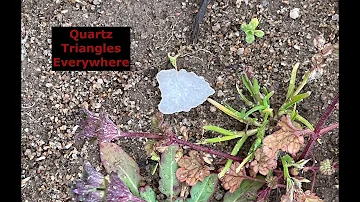 Quartz Triangles Everywhere – Field walking For Native American Artifacts