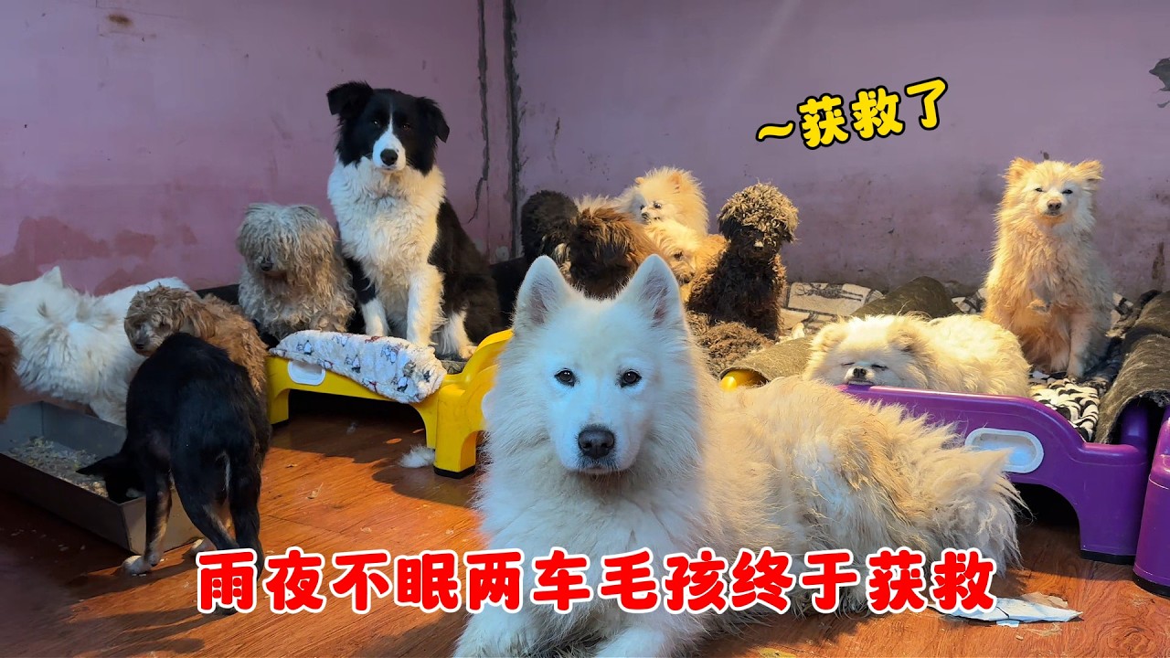 雨夜不眠接力救援，兩車毛孩平安獲救，感恩所有愛心同行之人