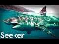 This Is the Only Proven Way to Deter a Great White Shark | The Swim