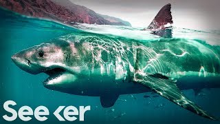 This Is the Only Proven Way to Deter a Great White Shark | The Swim
