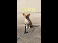 #Dog version of “Open the Door, Good Luck” is here #Dogs love singing #Theatrical dogs