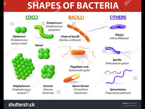 2420 Lecture Phylogeny, Classification and Microbiological Tools