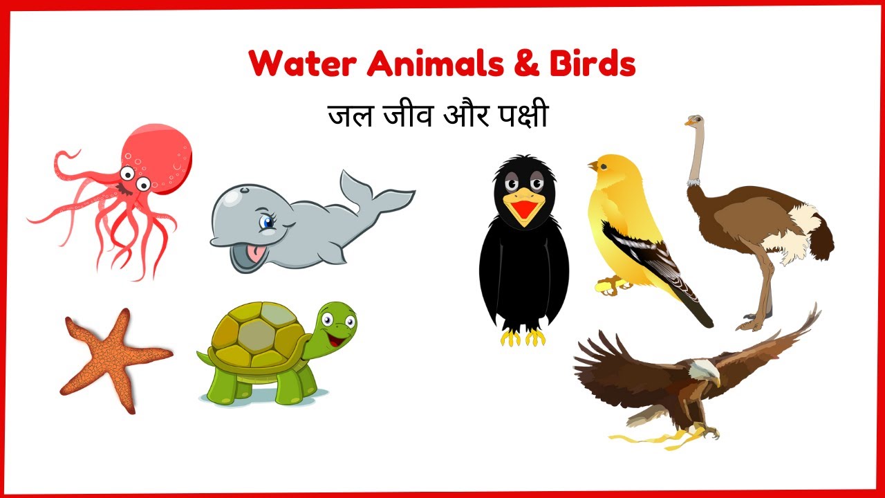 Learn Birds Name : Peacock, Parrot, Sparrow, Ostrich || Water Animal Name :  Fish, Octopus, Tortoise - YouTube
