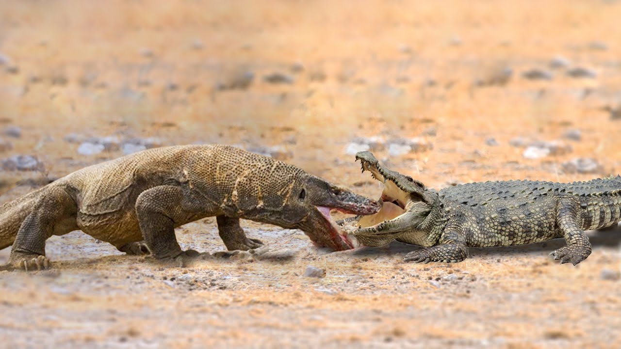 Crocodile Attacks Komodo Dragon To The Last Breath - YouTube