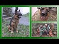 Hundevermittlung - Dez. 2017 / Jan. 2018 (Tierheim Hannover TV)