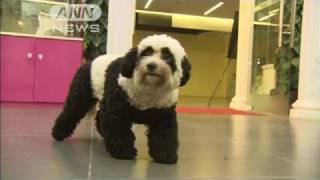 「パンダ犬」北京で流行　亀犬やビキニ犬も・・・（10/07/02）
