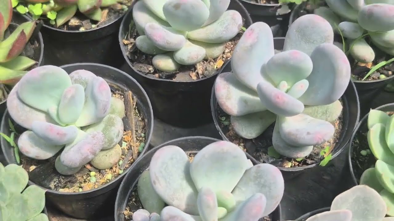 Tour Pelas Bancadas de Suculentas Compactas 