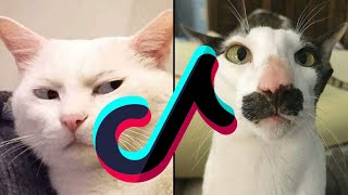 Cats & Cute Baby Kittens Being Clumsy 😹 Daily Dose Of Laughs - Funny Pet Videos TikTok Mashup 2022 by Boop Boop 1 view 2 years ago 7 minutes, 17 seconds